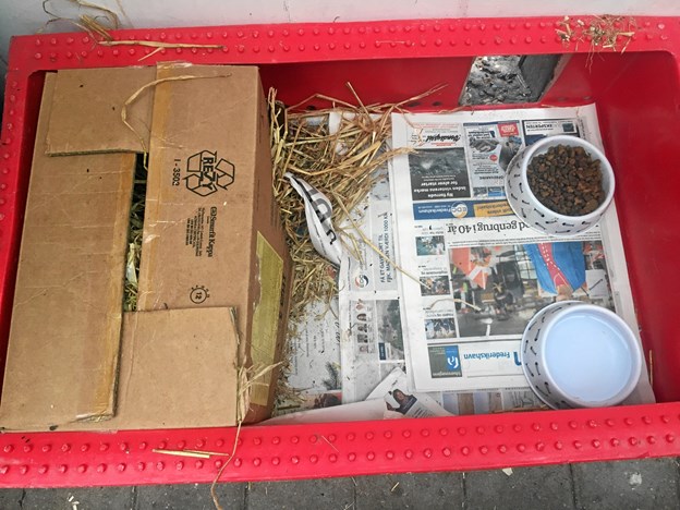 Pindsvinkasse. Og ja, der er nogen hjemme. Men den sover. Foto: Radio NORDJYSKE Anders Fuglsang