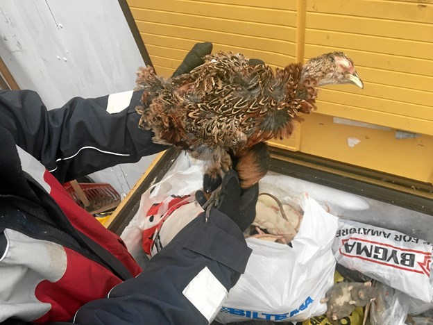 Den legendariske fryser. Med roadkill og foderopdræt. Foto: Radio NORDJYSKE Anders Fuglsang