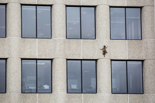 Den ihærdige vaskebjørn på vej op af bygningen UBS Plaza. Foto: Evan Frost Mpr News/Ritzau Scanpix