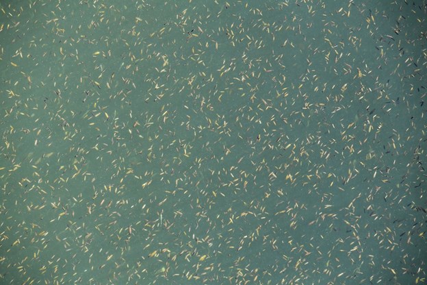 Dette syn af måske flere millioner små fisk i vandet i havnebadet kan måske være blot én af forklaringerne på, at besøgende ikke skal nyde noget som helst af at hoppe i vandet og ned til fiskene. Torben O. Andersen og Michael Koch (foto)