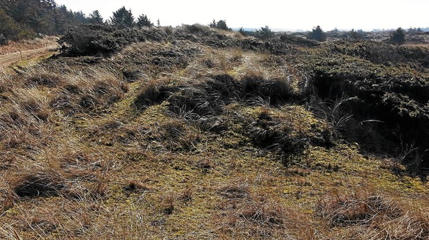 På turen i klitplantagen, vil deltagerne blandt andet opleve et af de mange orkidesteder i plantagens vestkant. Vandreturen er på cirka 3,5 km ad letgående stier. Foto: Privatfoto Af Niels Helver