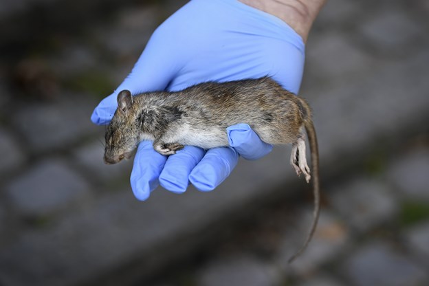 Rotter er naturligvis uønskede gæster i havnebadet, og der er arbejdet ihærdigt på at slå så mange rotter som overhovedet muligt ihjel. Arkivfoto: Mette Nielsen Torben O. Andersen