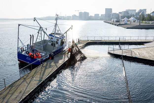 Muslingebåden ”Sine” af Esbjerg har påbegyndt ophalingen af sikkerhedsnettet, og som det fremgår af billedet, så får det tonstunge net båden til at krænge til siden. Torben O. Andersen og Nicolas Cho Meier (foto)