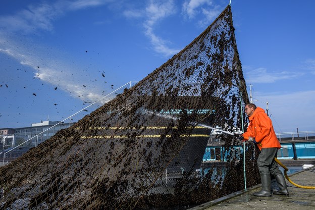 Peter Holm har taget fat på spulingen af nettet, og det kraftige vandtryk sikrer, at muslingerne tvinges til at slippe deres tag i plasticnettet. Torben O. Andersen og Nicolas Cho Meier (foto)