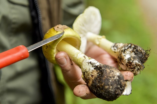 20 gram af svampen er nok til at sende en voksen person hinsides. Niels Brauer og Michael Koch (foto)