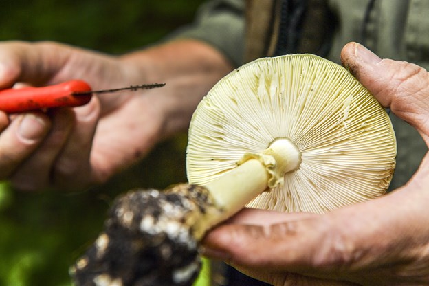Grøn fluesvamp er bl. a. kendetegnet ved at have hvide lameller. Niels Brauer og Michael Koch (foto)